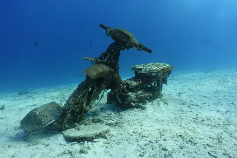 Marine life at Bay 1 in Racha Yai