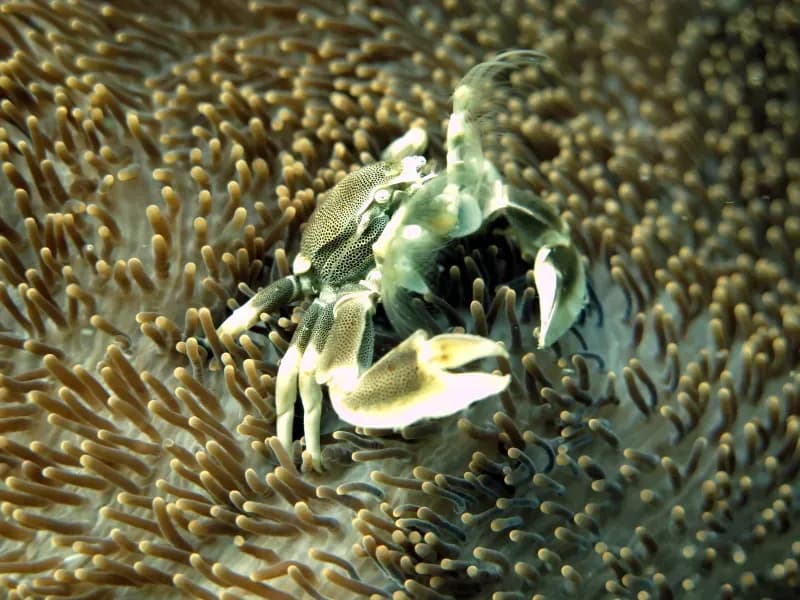 Anemon Reef Diving Site - Coral formations
