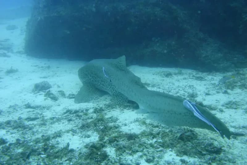 Banana Bay Diving Site