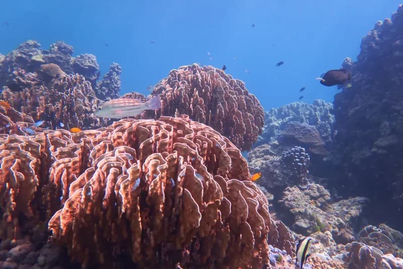 Colorful corals at Banana Bay