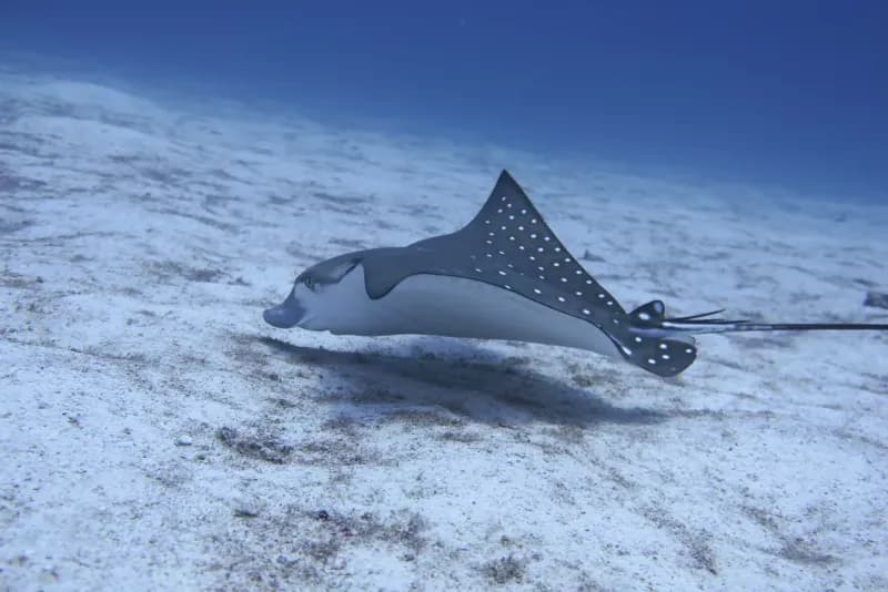 Marine life at Banana Bay