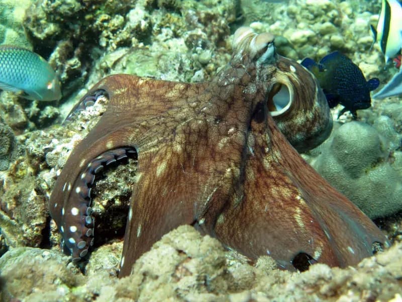 Camera Bay Diving Site in Racha Noi