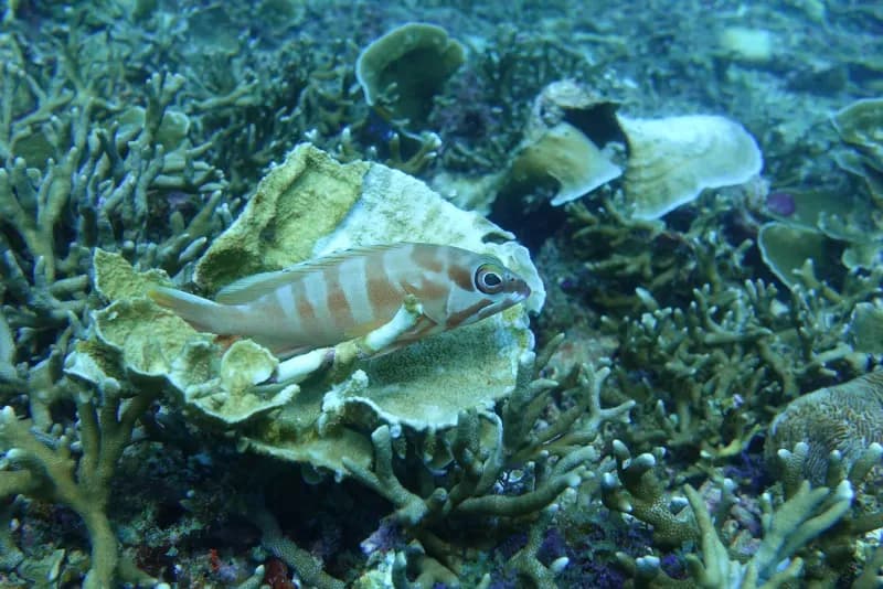 Underwater photography at Camera Bay