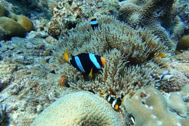 Leopard Shark at Hin Bida