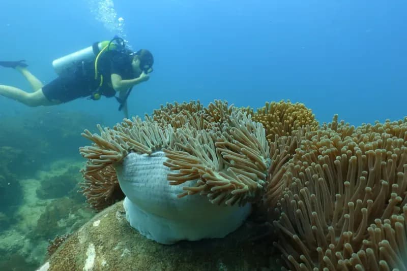 Coral formations at Hin Bida