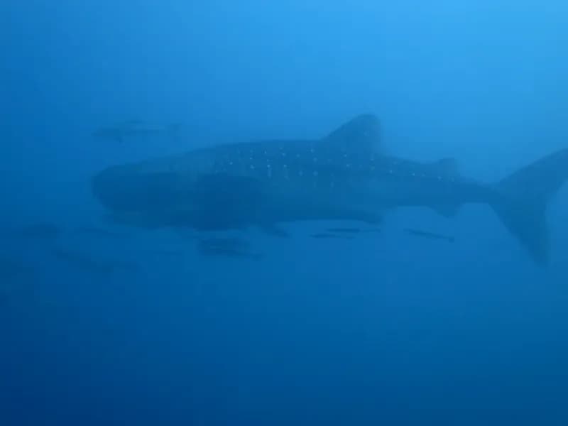 Home Run Reef diving site image 2