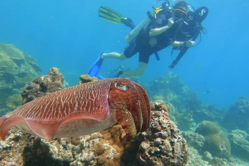 Koh Bida Nai diving site image 4