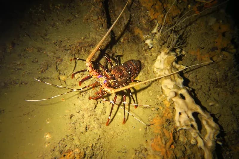 Koh Doc Mai diving site image 3