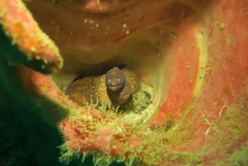 Koh Doc Mai diving site image 4