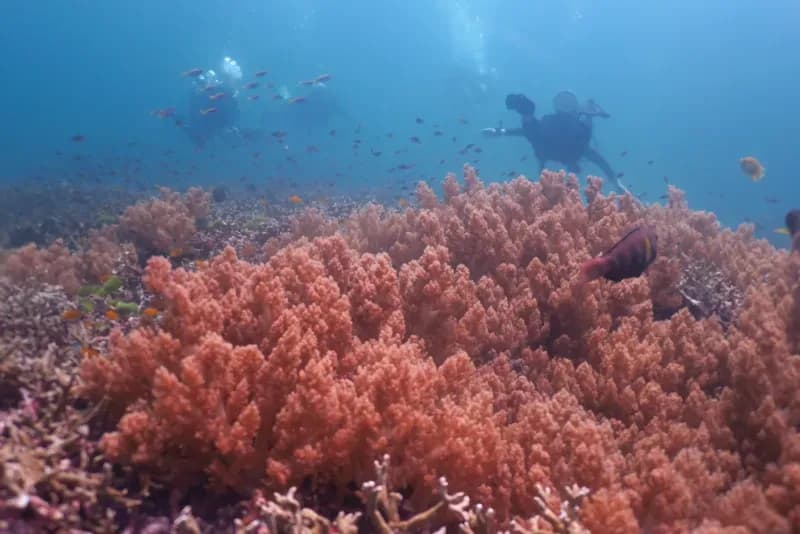 Manta Bay diving site image 3