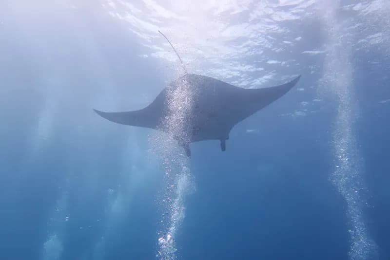 Manta Bay diving site image 4