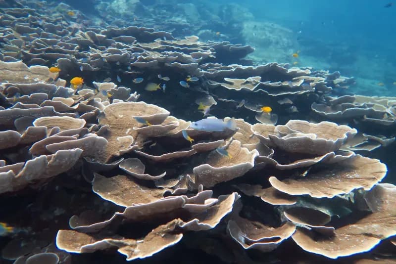 Marina Bay diving site image 2