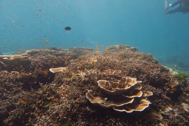 Marina Bay diving site image 3