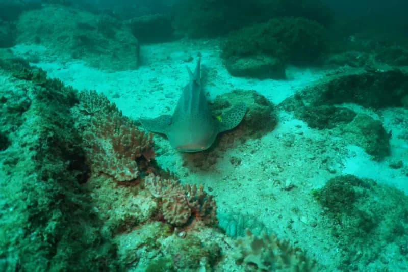 Marina Bay diving site image 4
