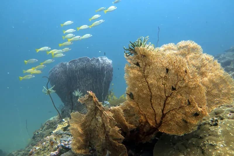 Palong Wall Diving Image 1