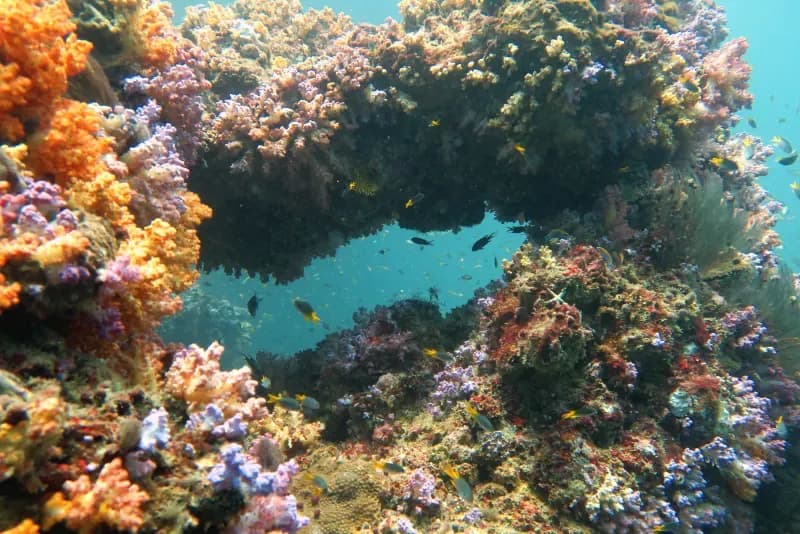 Palong Wall Diving Image 2