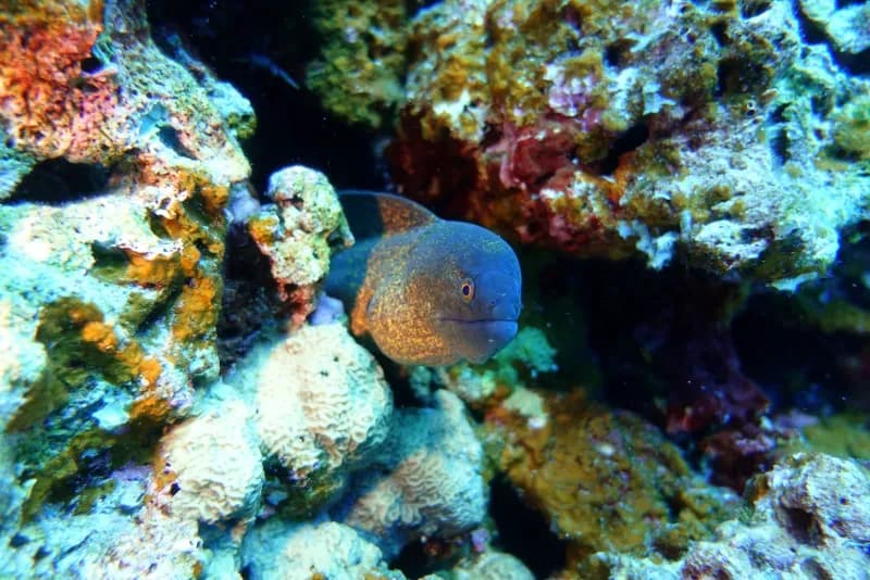 Racha Noi Bay Diving Image 4