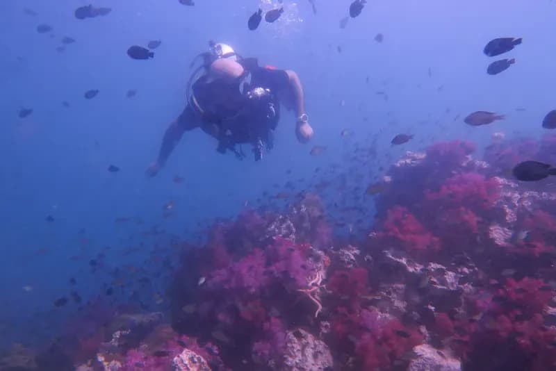 Shark Point Diving Image 2