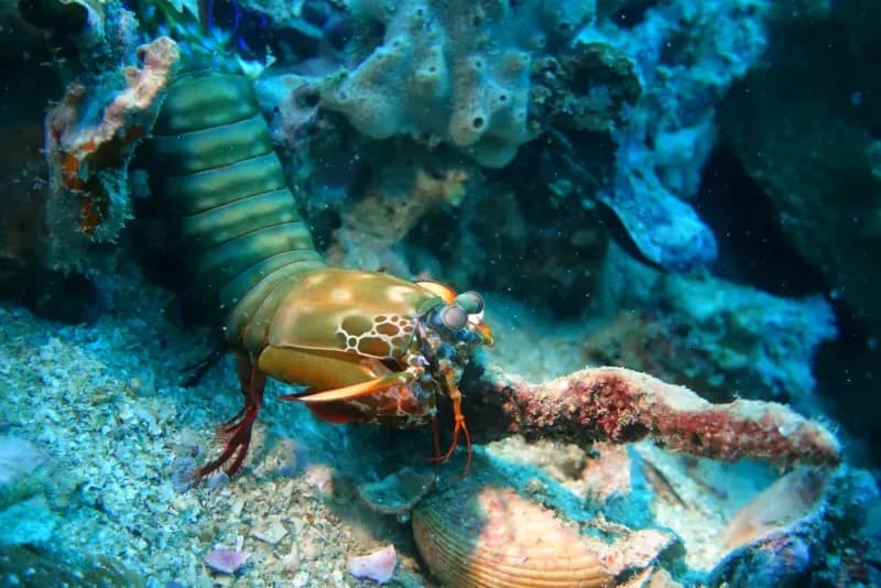 Shark Point Diving Image 3