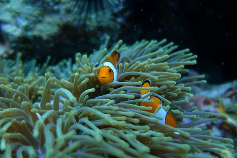 Shark Point Diving Image 1