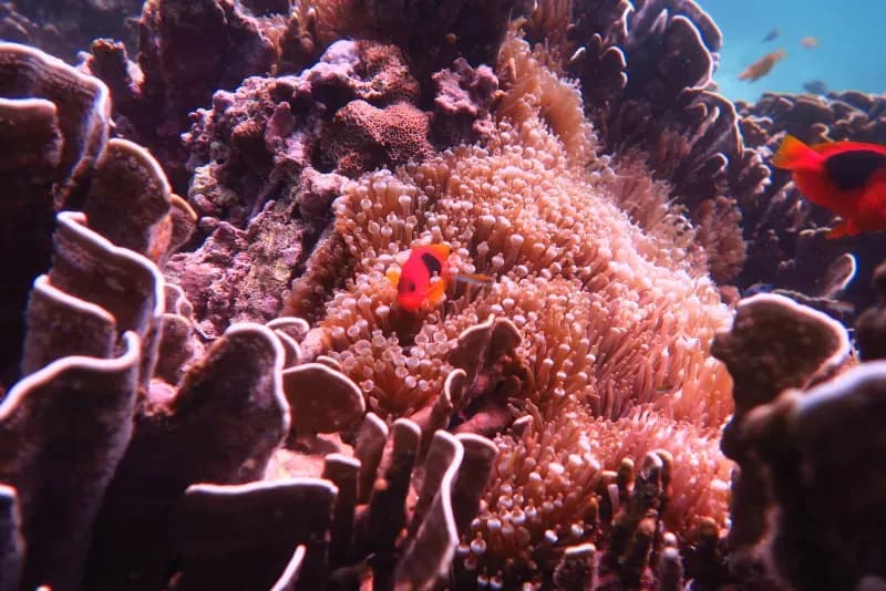 Siam Bay Diving Image 2