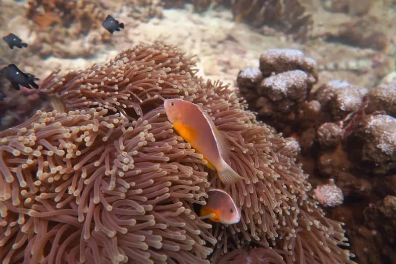 Siam Bay Diving Image 3