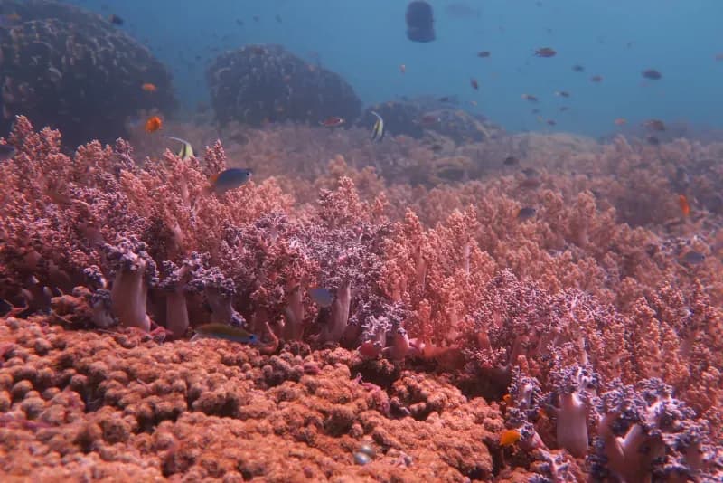Siam Bay Diving Image 4