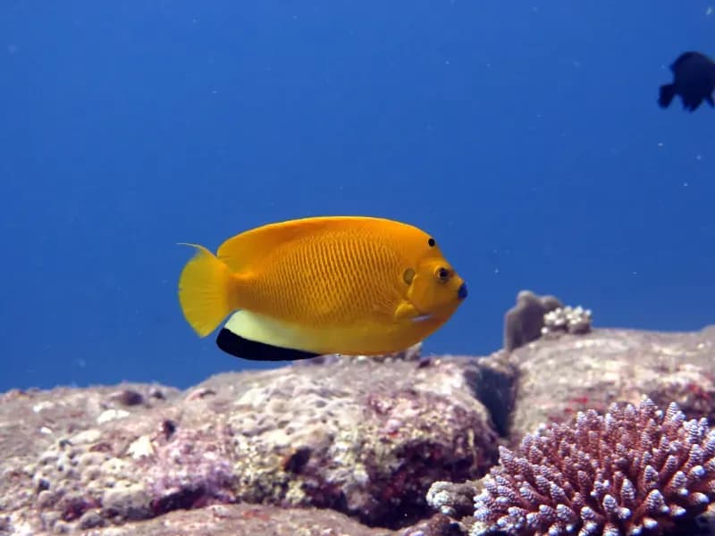 Similan Islands Diving Image 5