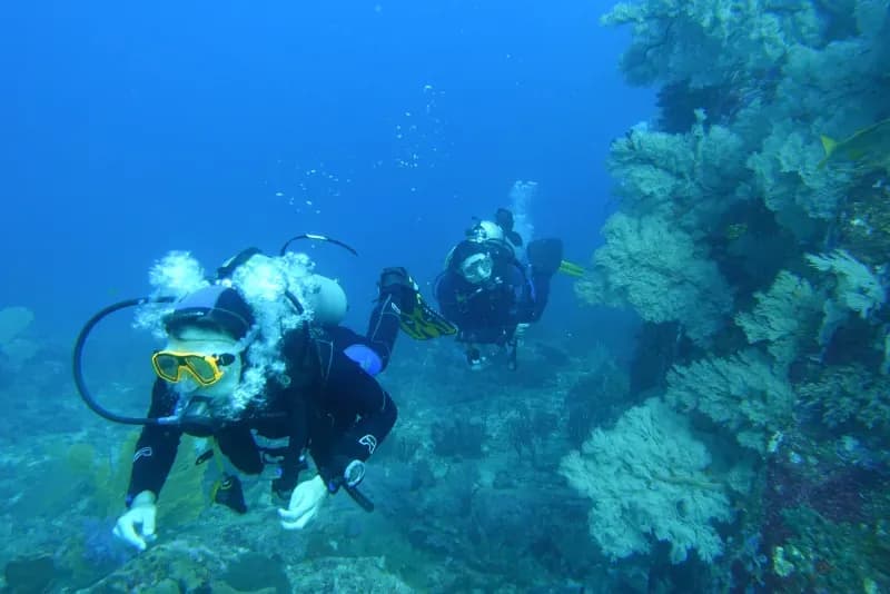 Similan Islands Diving Image 2