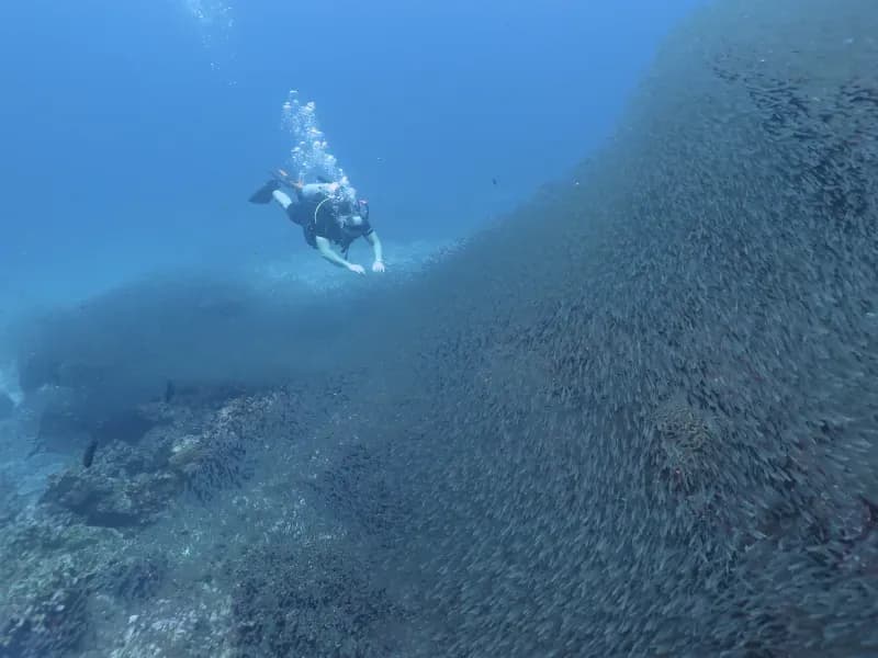 Similan Islands Diving Image 4