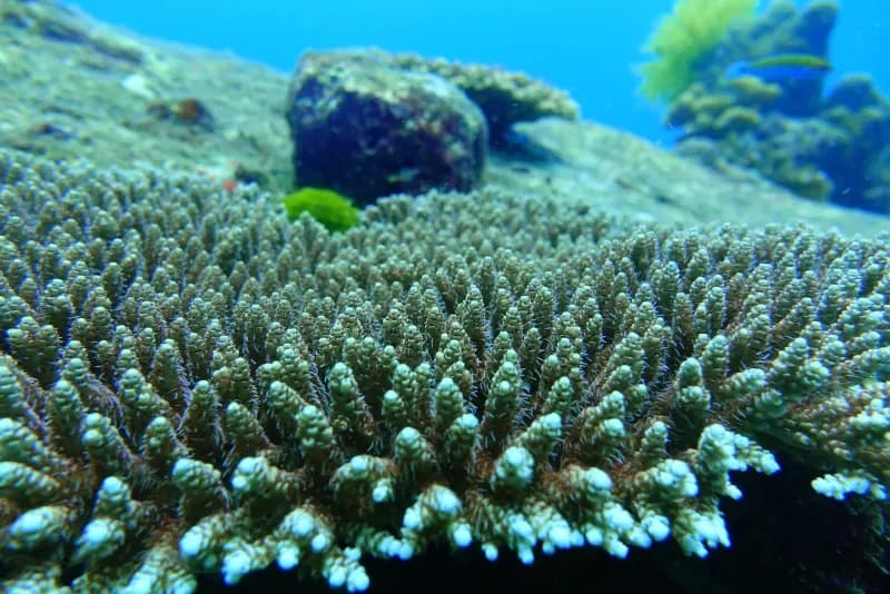 Similan Islands Diving Image 6