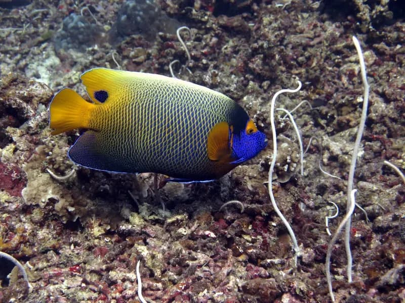 Similan Islands Diving Image 7