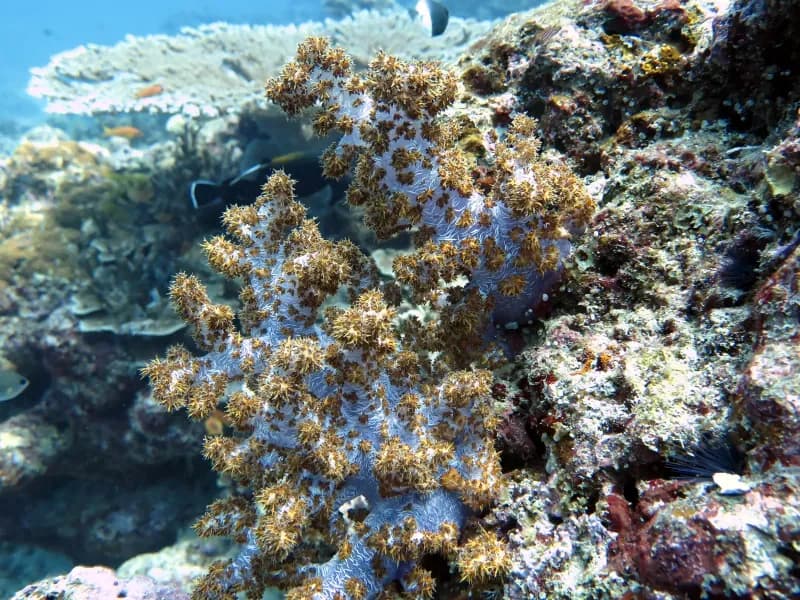 Racha Noi South Tip Diving Image 1