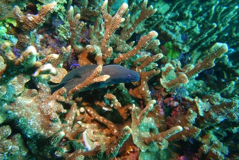 Racha Noi South Tip Diving Image 2