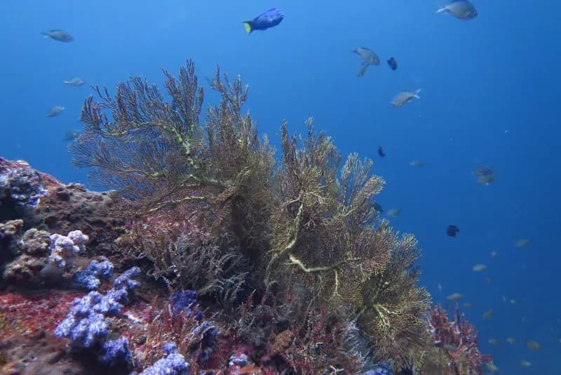 Racha Noi South Tip Diving Image 3