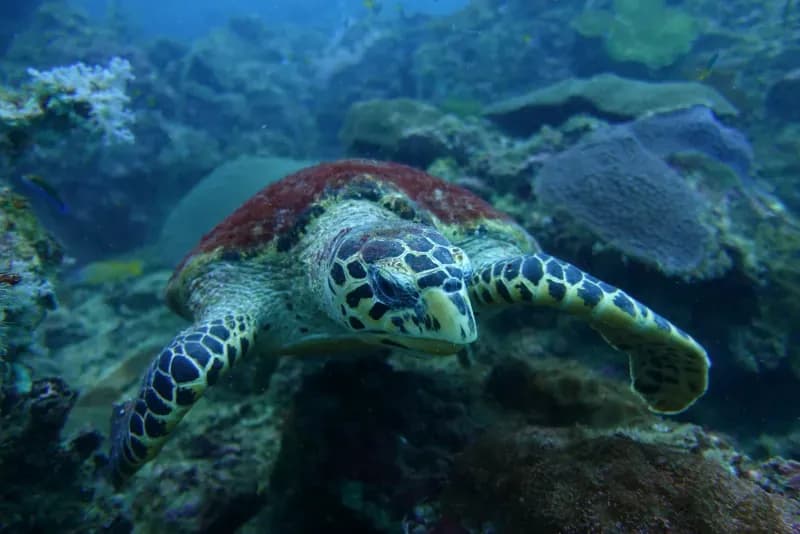 Turtle Rock Diving Image 2