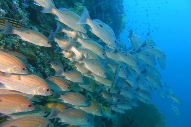 Turtle Rock Diving Image 4