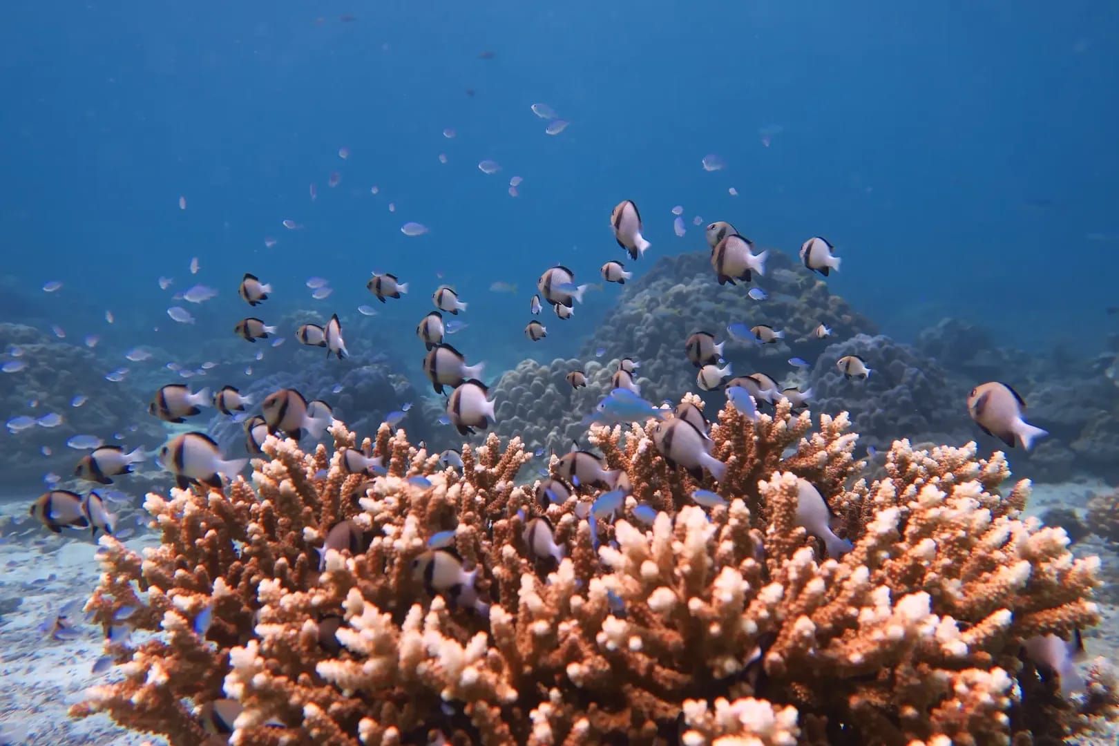 Bay 1 Diving Site in Racha Yai