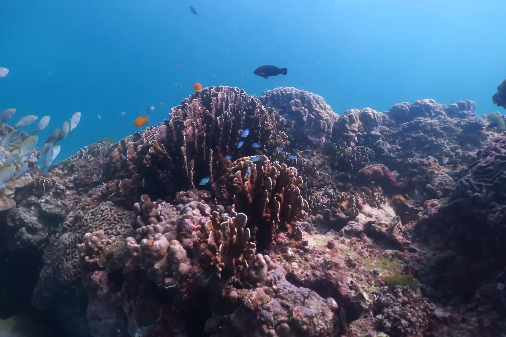 Bay 3 Diving Site in Racha Yai