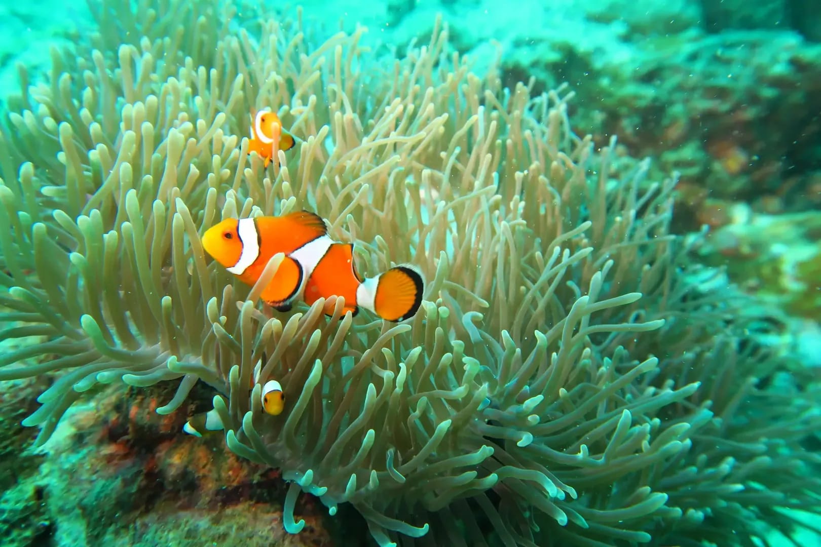 Anemon Reef Diving Site - Coral formations
