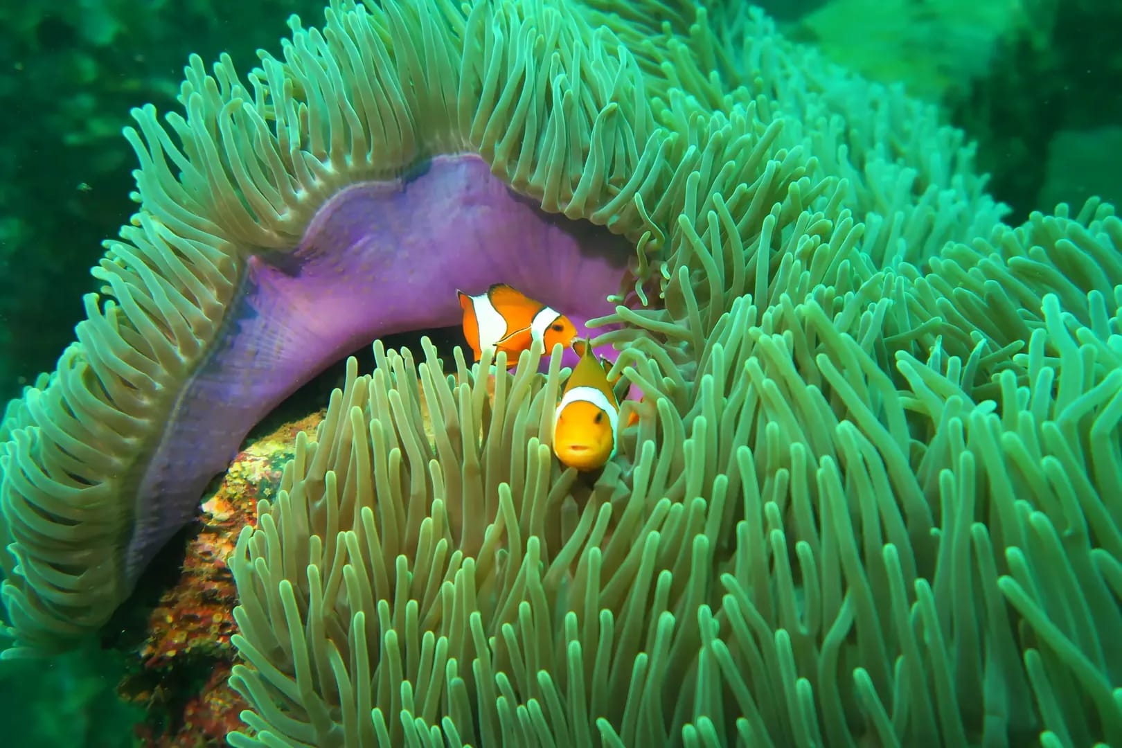 Bungalow Bucht Tauchplatz in Racha Yai