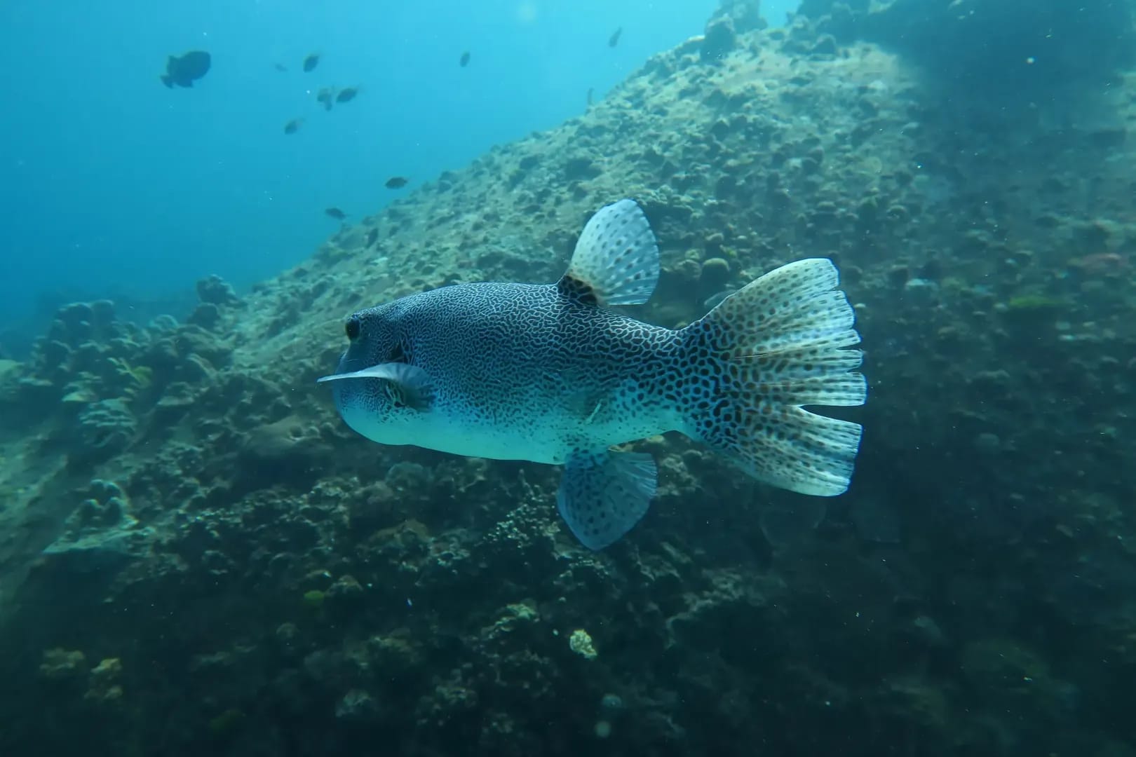 Camera Bay Diving Site in Racha Noi