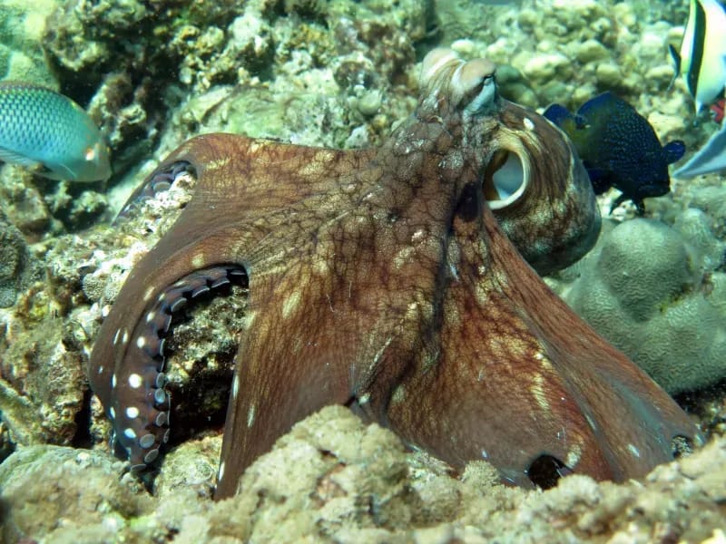 Camera Bay Diving Site in Racha Noi