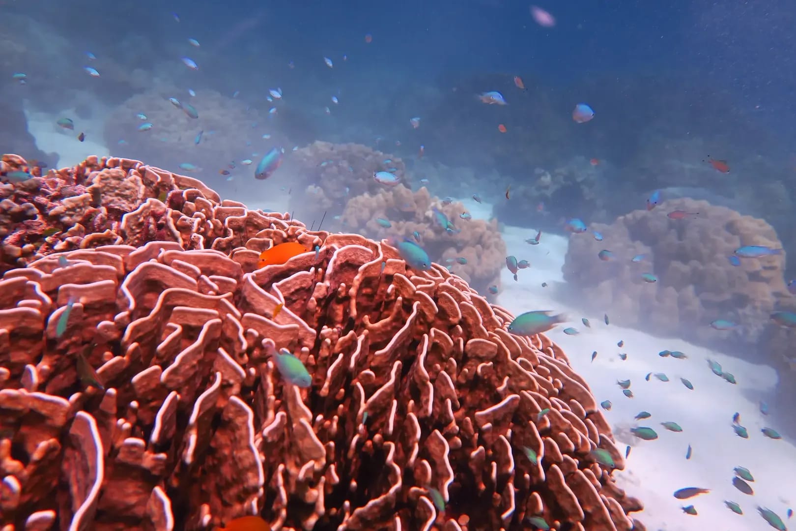 Home Run Reef diving site in Racha Yai showing beautiful coral formations