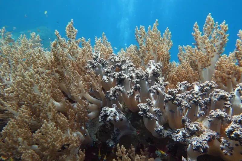 Home Run Reef diving site image 1