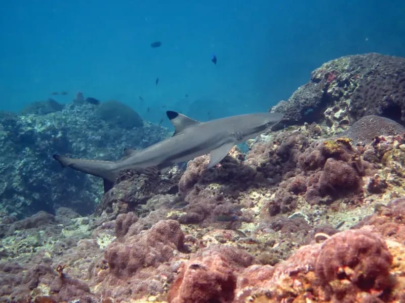 Koh Bida Nok diving site image 1