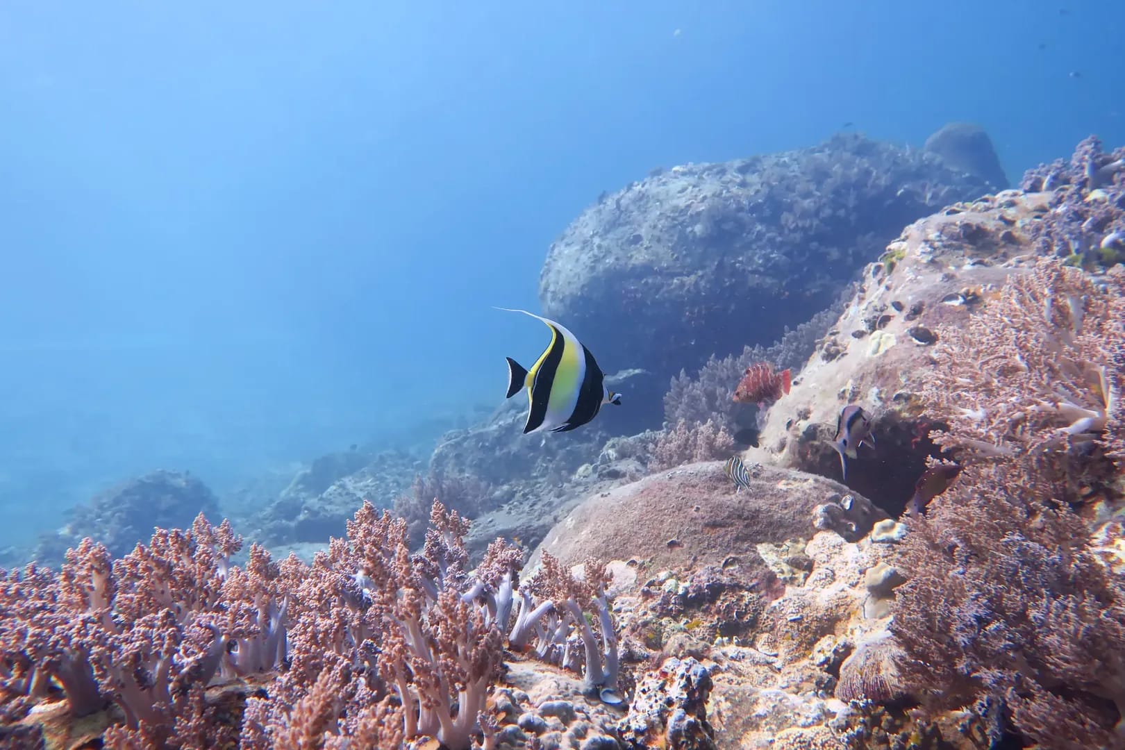 Manta ray swimming in the clear waters of Manta Bay