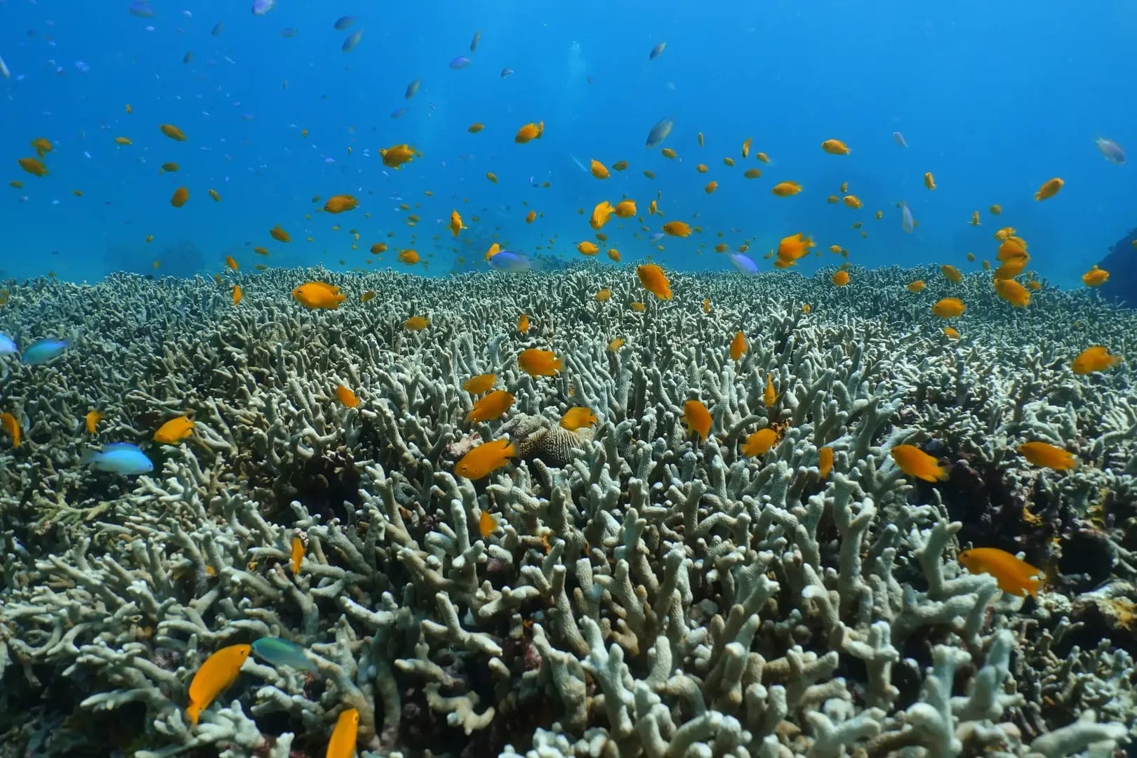 Racha Noi Bay Diving Site