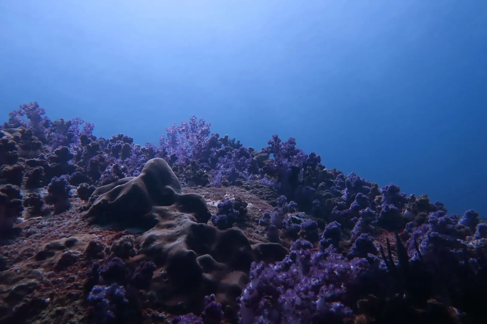 Racha Noi South Tip Diving Site