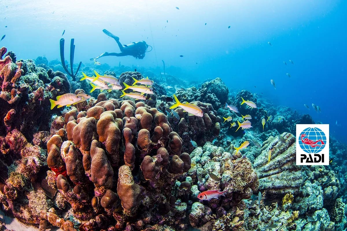 PADI Rescue Diver Kurs in Phuket, Thailand - Lerne, Tauchunfälle zu bewältigen, panische und bewusstlose Taucher zu unterstützen und Rettungstechniken zu meistern.